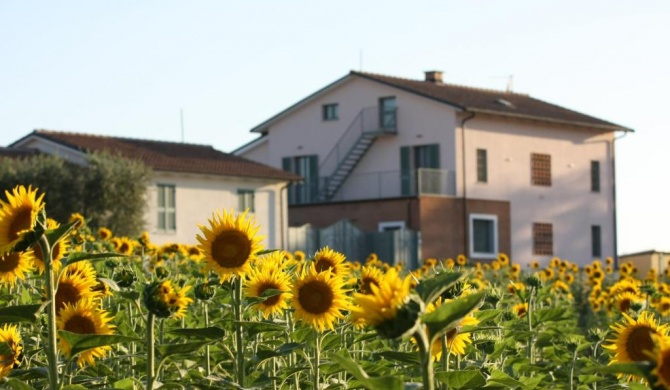 La Collina del Girasole