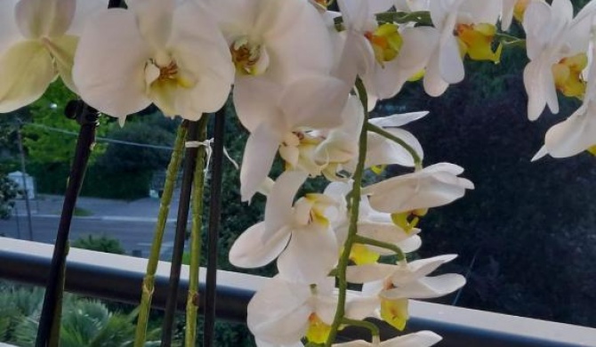 Alloggio Orchidea